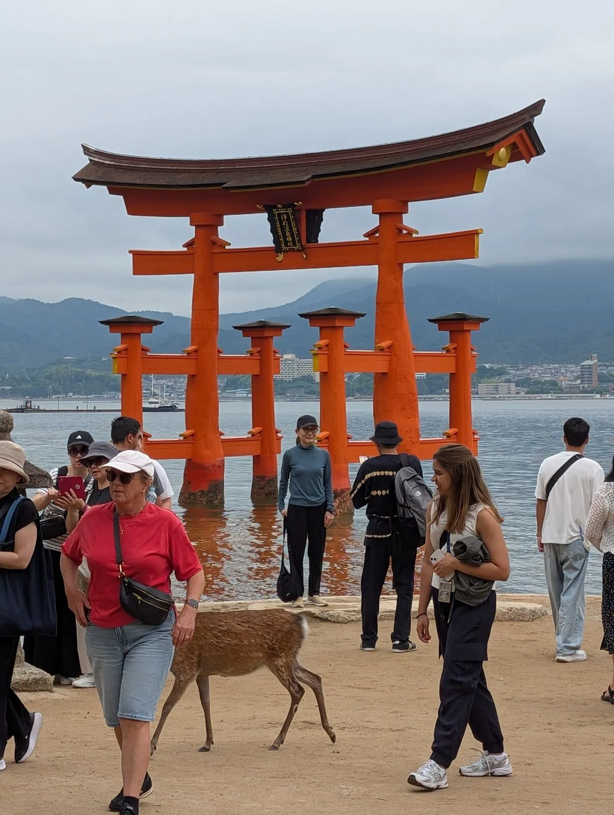 People and a deer near the floating torii gate on Miyajima